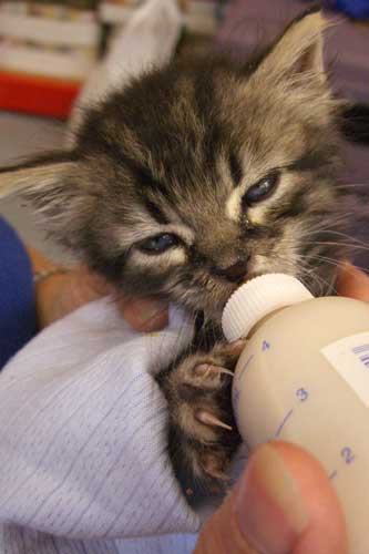 Bottle Feeding a Kitten