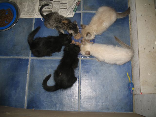 Kitten Season